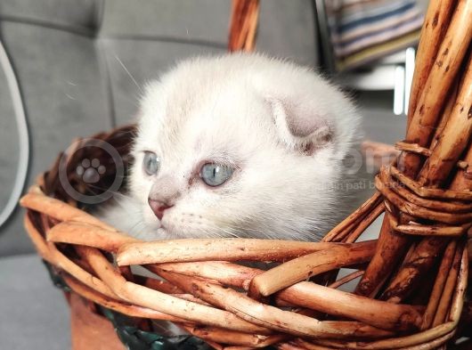 2 Aylık Scottish Fold Yavrular görsel