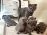 Son Kalan Dişi Scotich Shorthair