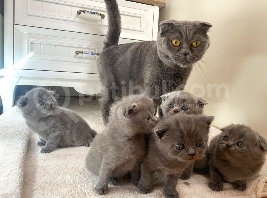 Son Kalan Dişi Scotich Shorthair görsel