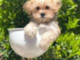 Irkının En İyisi Safkan Morkie Yavrularımız