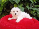 70 Günlük Show Kalite Maltese Terrier Yavrular