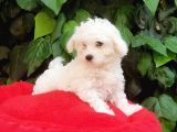 70 Günlük Show Kalite Maltese Terrier Yavrular