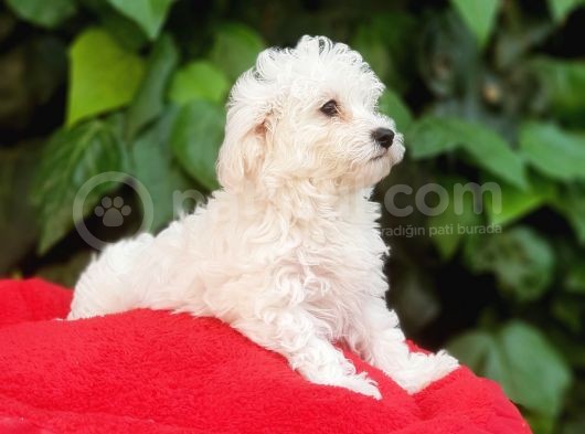70 Günlük Show Kalite Maltese Terrier Yavrular görsel
