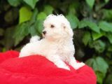 70 Günlük Show Kalite Maltese Terrier Yavrular