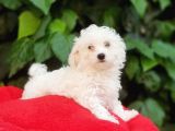 70 Günlük Show Kalite Maltese Terrier Yavrular
