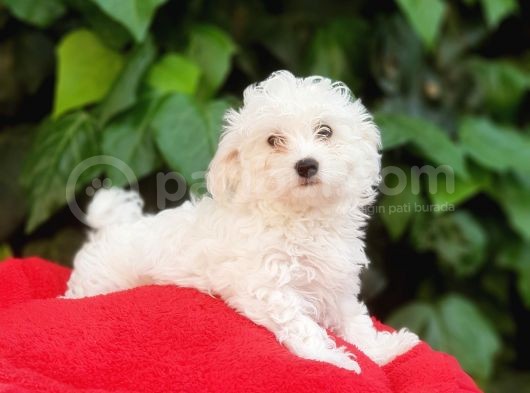 70 Günlük Show Kalite Maltese Terrier Yavrular görsel