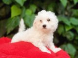 70 Günlük Show Kalite Maltese Terrier Yavrular