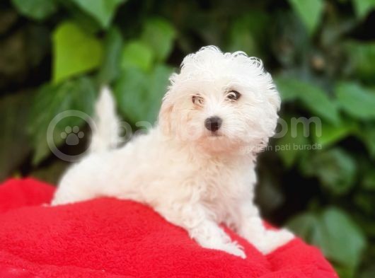 70 Günlük Show Kalite Maltese Terrier Yavrular görsel