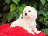 70 Günlük Show Kalite Maltese Terrier Yavrular