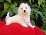 70 Günlük Show Kalite Maltese Terrier Yavrular