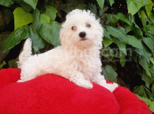 70 Günlük Show Kalite Maltese Terrier Yavrular görsel