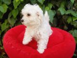 70 Günlük Show Kalite Maltese Terrier Yavrular