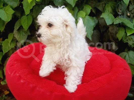 70 Günlük Show Kalite Maltese Terrier Yavrular