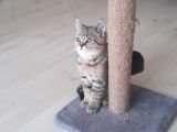Muhteşem British Shorthair Black Gold Tabbi