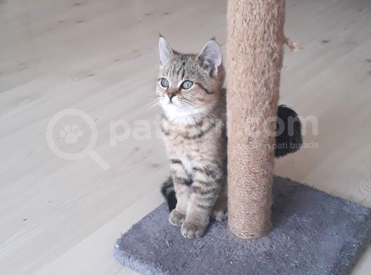 Muhteşem British Shorthair Black Gold Tabbi