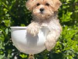 Irkının En İyisi Safkan Morkie Yavrularımız