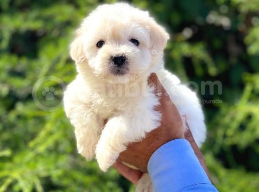 Yavru Maltipoo