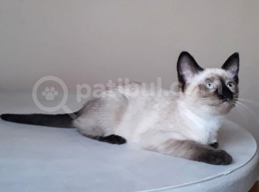 Siyam Kedisi görsel
