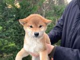 Shiba Inu Yavrularımız Secereli