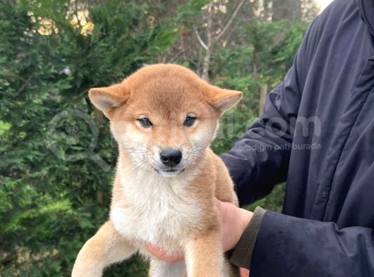 Shiba Inu Yavrularımız Secereli görsel