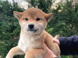 Shiba Inu Yavrularımız Secereli