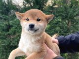 Shiba Inu Yavrularımız Secereli
