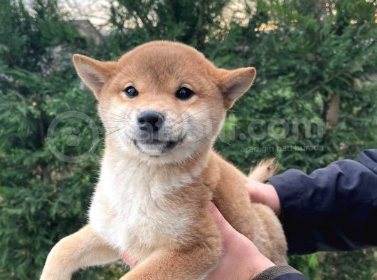 Shiba Inu Yavrularımız Secereli