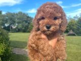 Poodle Yavrularımız Çi̇ftli̇ği̇mi̇zden