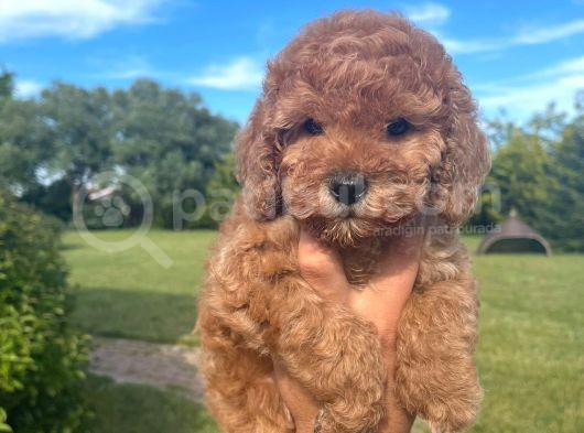 Poodle Yavrularımız Çi̇ftli̇ği̇mi̇zden görsel