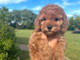Poodle Yavrularımız Çi̇ftli̇ği̇mi̇zden