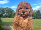 Poodle Yavrularımız Çi̇ftli̇ği̇mi̇zden