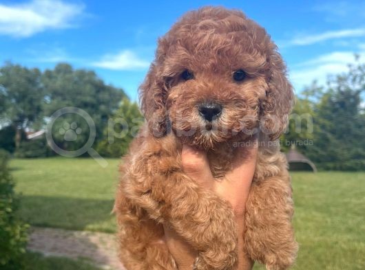 Poodle Yavrularımız Çi̇ftli̇ği̇mi̇zden