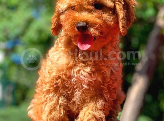 3 Aylık Erkek Red Toy Poodle Yavrumuz görsel