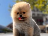 Pomerani̇an Boo Yavrular