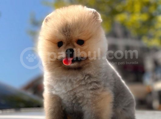 Pomerani̇an Boo Yavrular