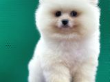 Pomerani̇an Boo Yavrular
