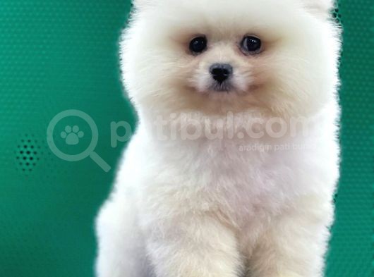 Pomerani̇an Boo Yavrular görsel