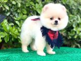 Sevimli Pomeranian