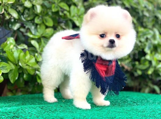 Sevimli Pomeranian görsel