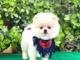 Sevimli Pomeranian