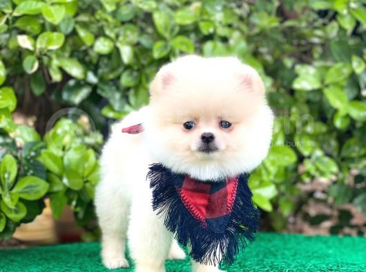 Sevimli Pomeranian görsel