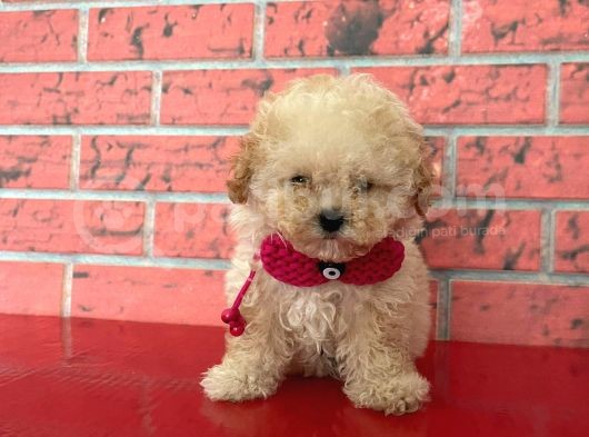 Safkan Toy Poodle Yavrularımız görsel