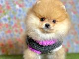 Safkan Pomeranian Boo Yavrularımız