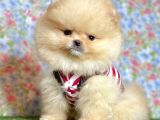 Safkan Pomeranian Boo Yavrularımız