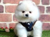 Safkan Pomeranian Boo Yavrularımız