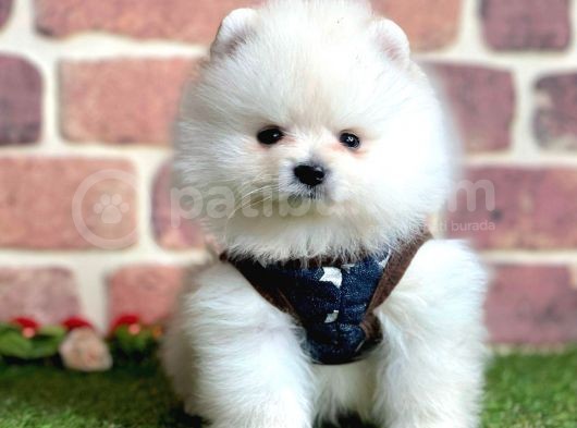Safkan Pomeranian Boo Yavrularımız görsel