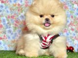 Safkan Pomeranian Boo Yavrularımız
