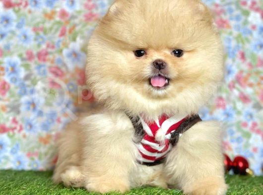 Safkan Pomeranian Boo Yavrularımız görsel
