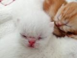 Exotic Shorthair