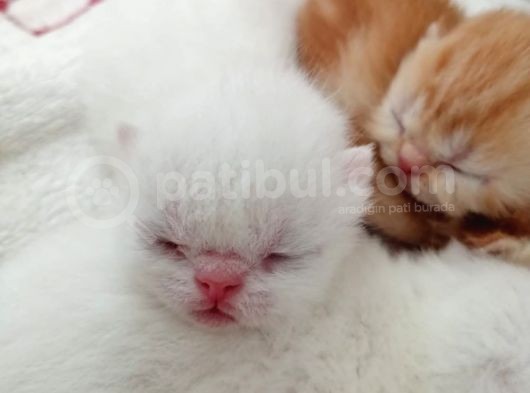 Exotic Shorthair görsel